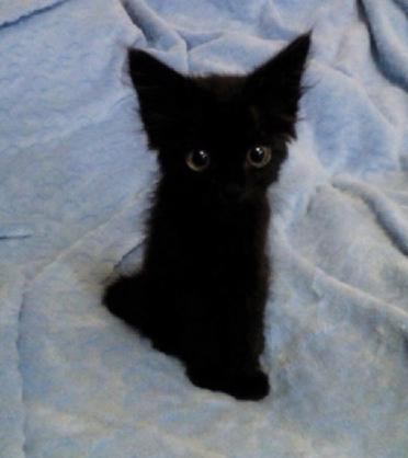 A cute black cat in an upright pose.